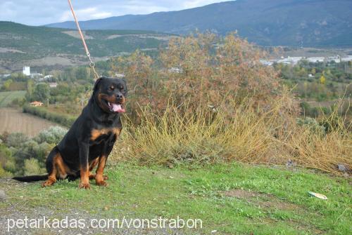 İnouk Erkek Rottweiler