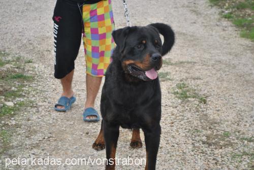 ubul Erkek Rottweiler