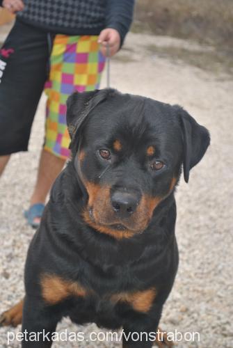 chelsy Erkek Rottweiler