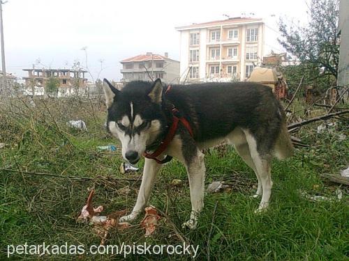 rocky Erkek Sibirya Kurdu (Husky)