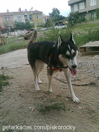 rocky Erkek Sibirya Kurdu (Husky)