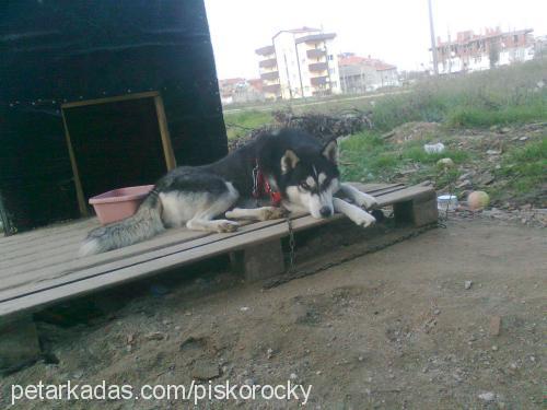 rocky Erkek Sibirya Kurdu (Husky)