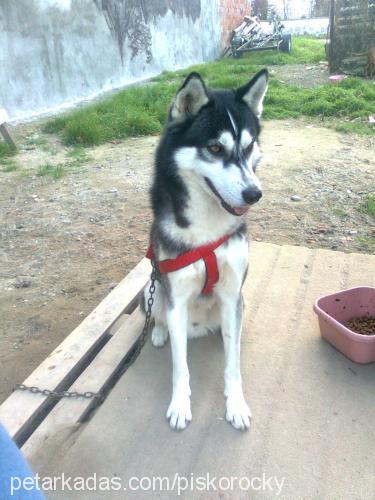 rocky Erkek Sibirya Kurdu (Husky)