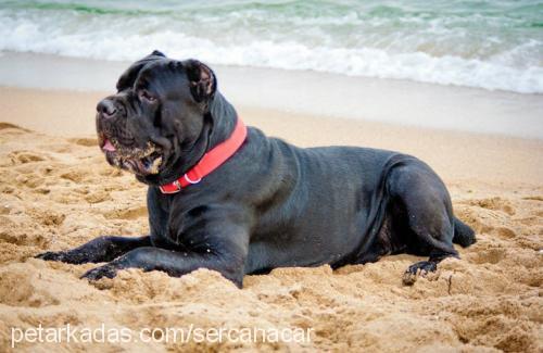 mars Erkek Mastiff