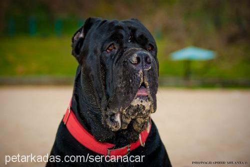 mars Erkek Mastiff