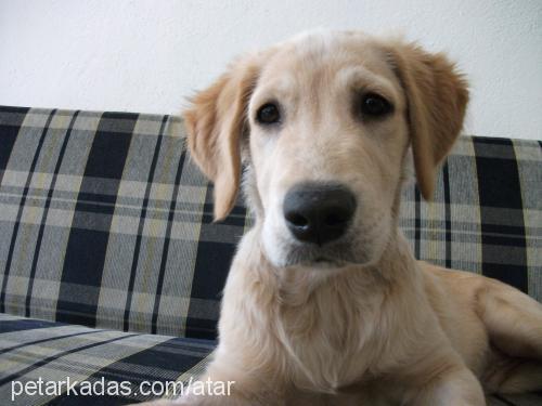 atar Erkek Golden Retriever