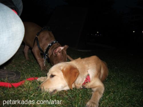 atar Erkek Golden Retriever