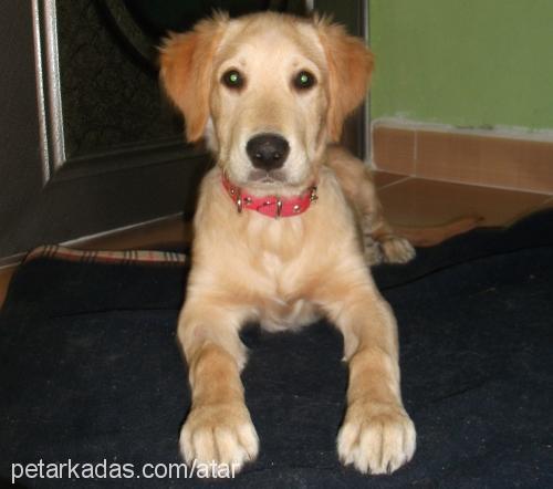 atar Erkek Golden Retriever