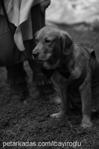 carlos Erkek Golden Retriever