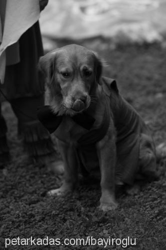 carlos Erkek Golden Retriever