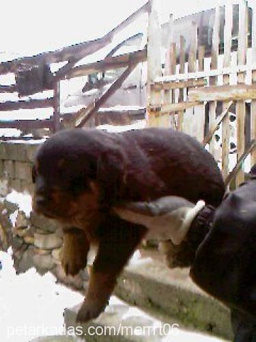 tosunlar Erkek Rottweiler