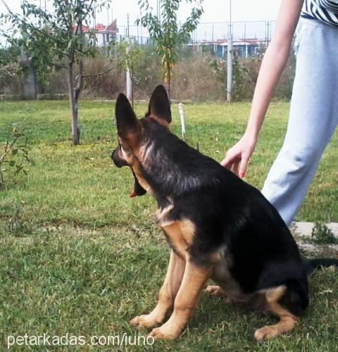 ra Erkek Alman Çoban Köpeği