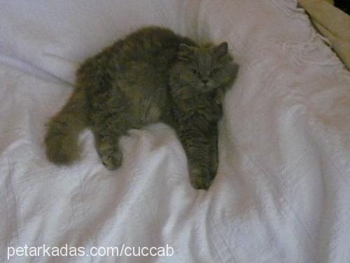 cüccab Dişi British Shorthair