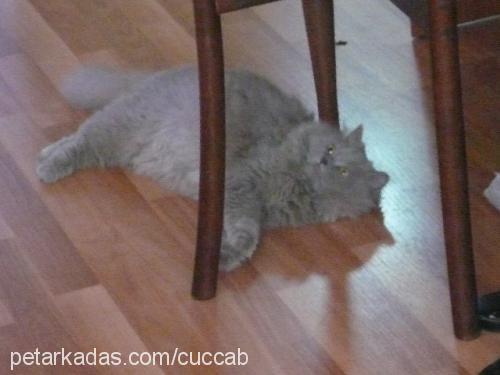 cüccab Dişi British Shorthair