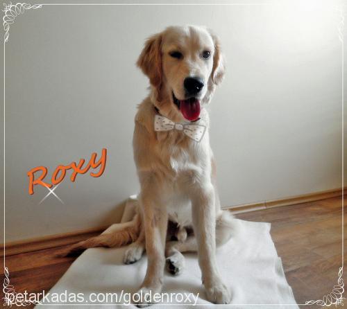 roxy Erkek Golden Retriever