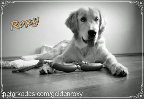 roxy Erkek Golden Retriever