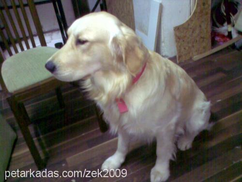 zeck Erkek Golden Retriever