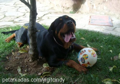 cindy Dişi Rottweiler