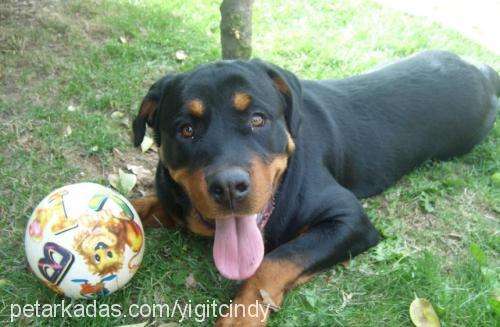 cindy Dişi Rottweiler