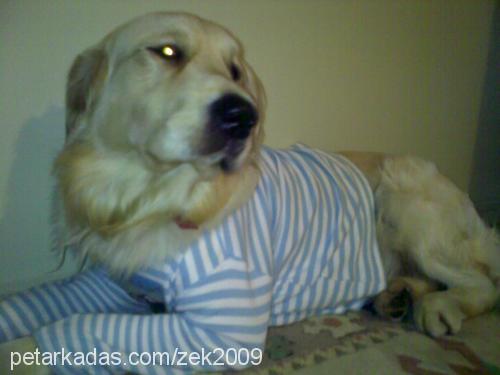 zeck Erkek Golden Retriever