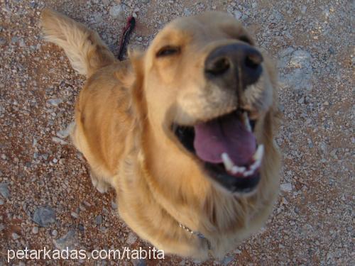 bal Dişi Golden Retriever