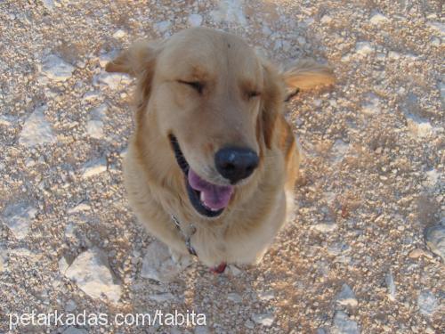 bal Dişi Golden Retriever