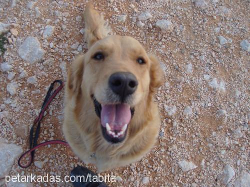 bal Dişi Golden Retriever