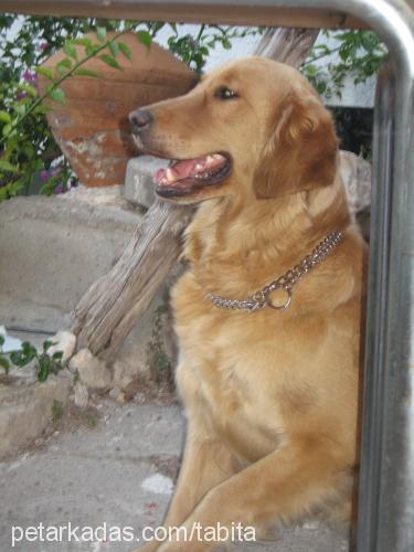 bal Dişi Golden Retriever