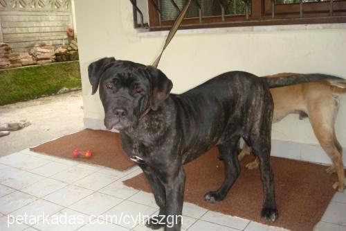 masti Dişi Napoliten Mastiff