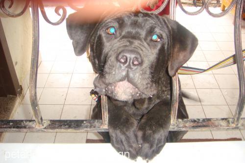 masti Dişi Napoliten Mastiff