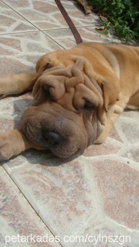 keş Erkek Çin Shar-Pei