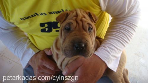 keş Erkek Çin Shar-Pei