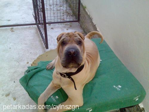 keş Erkek Çin Shar-Pei