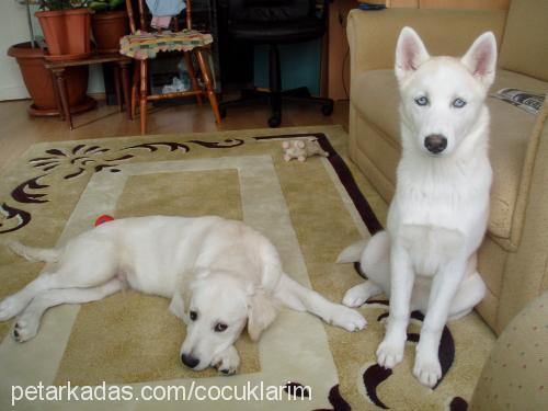 çilek Dişi Sibirya Kurdu (Husky)