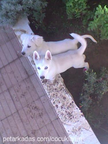 çilek Dişi Sibirya Kurdu (Husky)