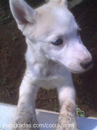 çilek Dişi Sibirya Kurdu (Husky)