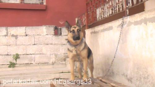 lady Dişi Alman Çoban Köpeği