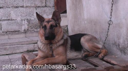 lady Dişi Alman Çoban Köpeği