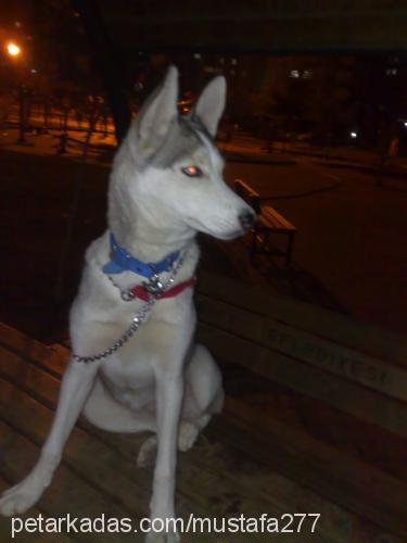 asena Dişi Sibirya Kurdu (Husky)