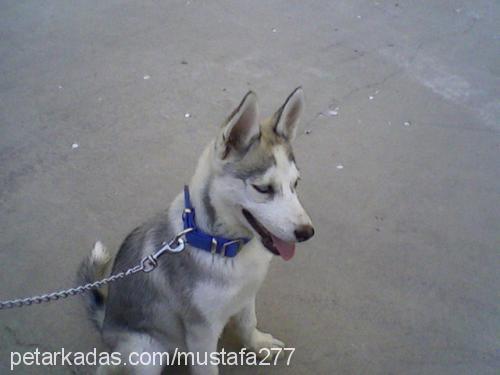 asena Dişi Sibirya Kurdu (Husky)