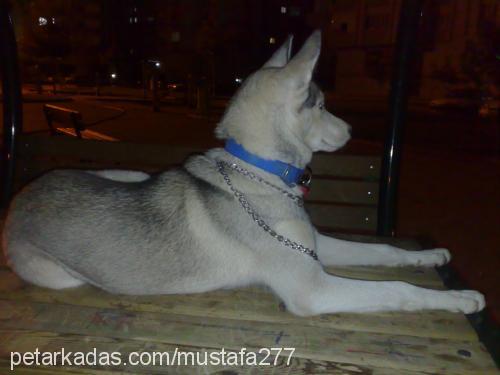 asena Dişi Sibirya Kurdu (Husky)