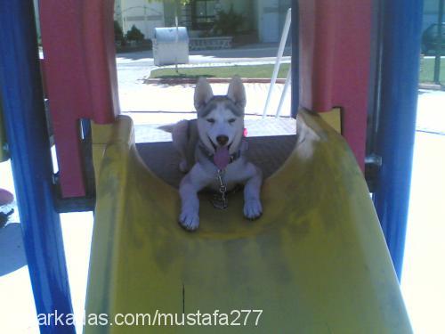 asena Dişi Sibirya Kurdu (Husky)