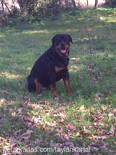 riina Erkek Rottweiler