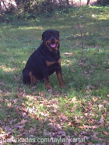 riina Erkek Rottweiler