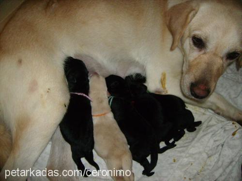 maya Dişi Labrador Retriever