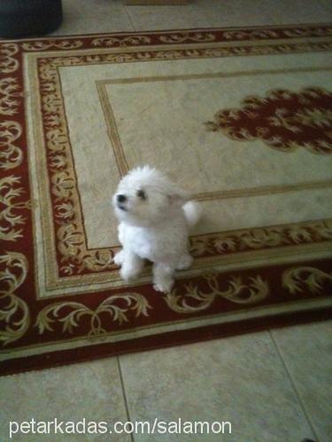 louie Erkek Bichon Havanese