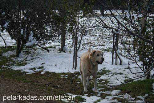 efecan Erkek Labrador Retriever