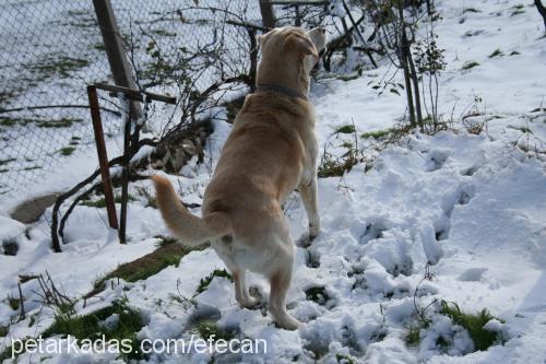 efecan Erkek Labrador Retriever