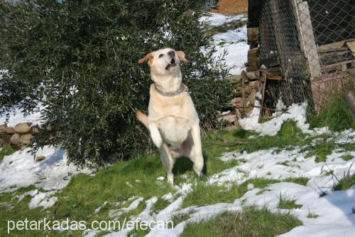 efecan Erkek Labrador Retriever