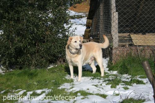 efecan Erkek Labrador Retriever